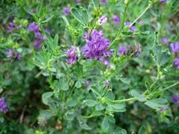Alfa-Alfa (o erba medica) cos' e a cosa serve. (contenuta nelle nuove Alghe KKS)